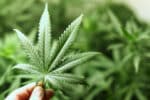 Ist der Anbau von Cannabis im Kleingarten nun erlaubt?